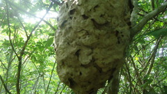 Aculeata