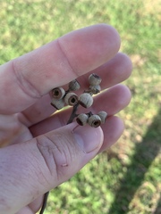 Eucalyptus eugenioides