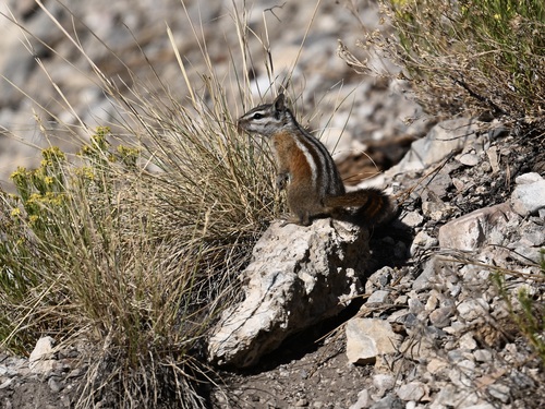Palmer's Chipmunk observed by lonnyholmes