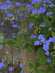 Brunnera