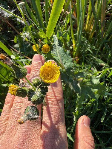 Common Sow-thistle