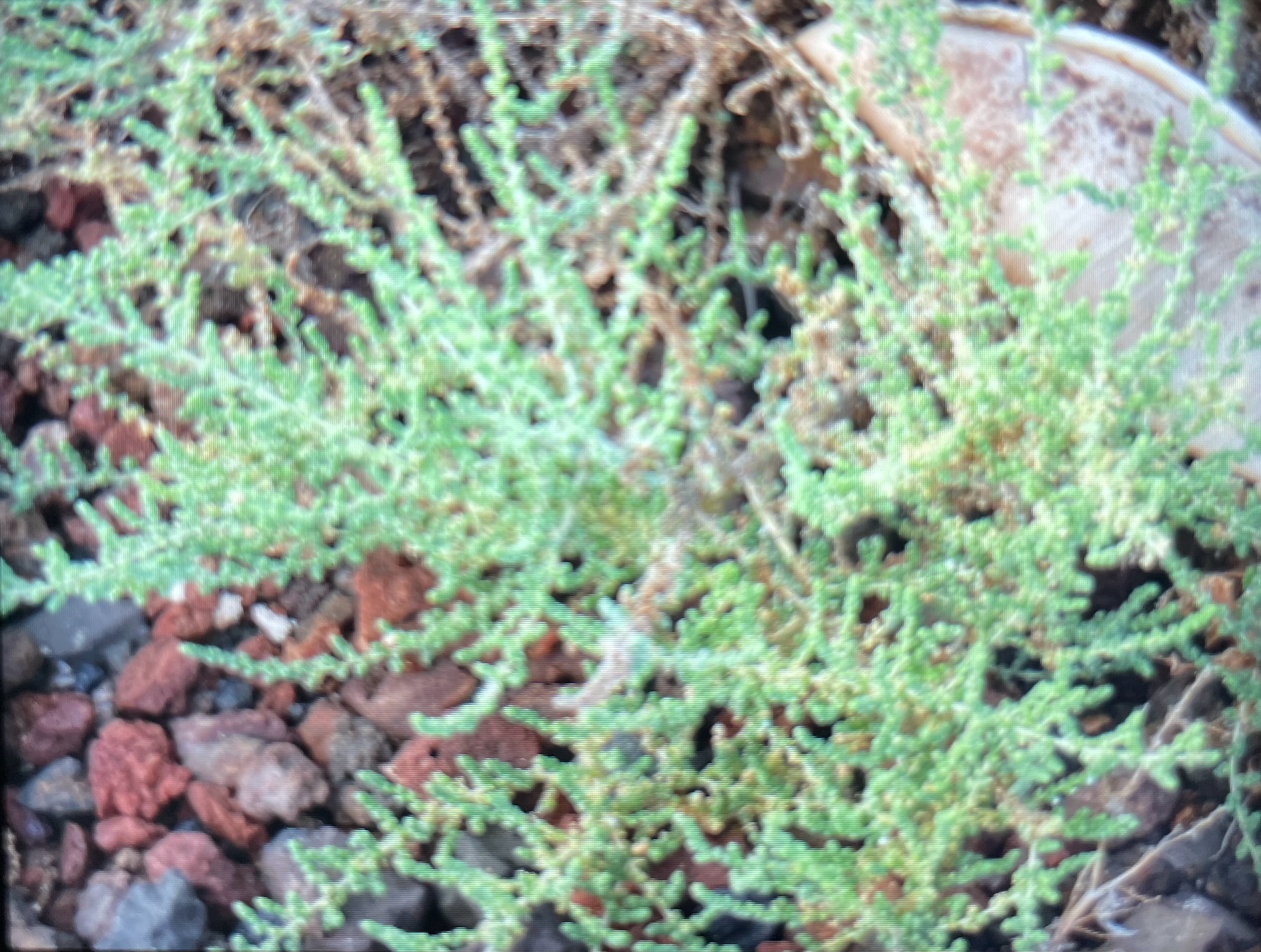 Nitrosalsola vermiculata