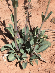 Penstemon pachyphyllus