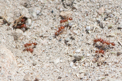 Pogonomyrmex californicus