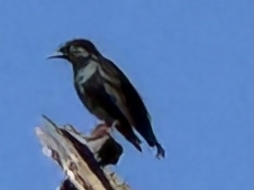 European Starling