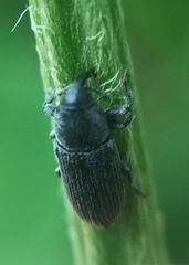 Mecinus pyraster