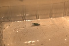 Oedemera nobilis