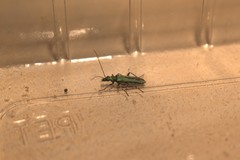 Oedemera nobilis