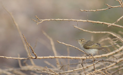 Phylloscopus orientalis