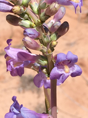 Penstemon pachyphyllus