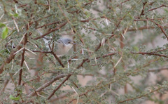 Curruca cantillans albistriata