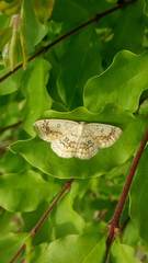 Cyclophora annularia