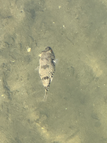 Common Toadfish