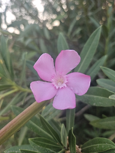 oleander