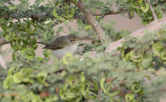 Phylloscopus orientalis