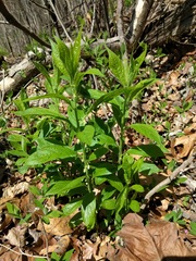 Hybanthus concolor