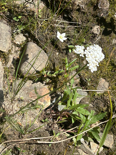 common yarrow
