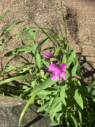 Dwarf Fireweed