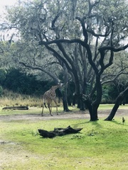 Giraffa