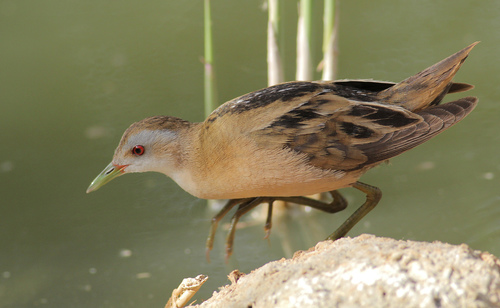 Foto de Little Crake