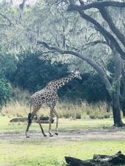 Giraffa