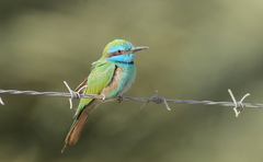 Merops cyanophrys cyanophrys