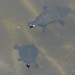 Fraser Island Short-necked Turtle - Photo (c) Matthew Connors, some rights reserved (CC BY-NC), uploaded by Matthew Connors