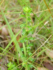 Phyllanthus hirtellus, photograph (c) Samuel Frankel, some rights reserved (CC BY)