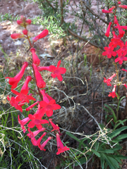 Penstemon utahensis
