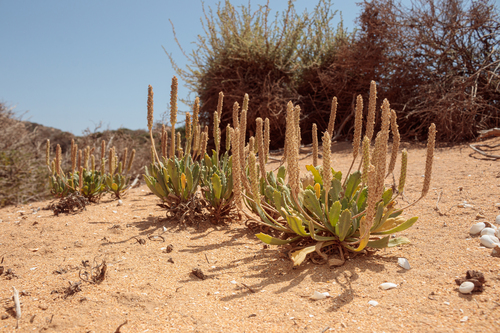Buck's-horn Plantain