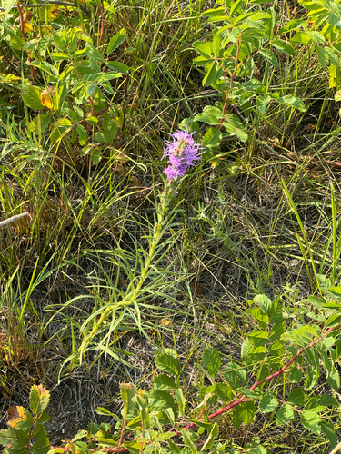 dotted gayfeather
