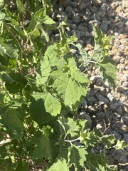 Ambrosia cordifolia, photograph author not stated, no rights reserved