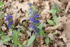 Ajuga genevensis