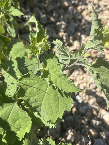 Ambrosia cordifolia