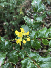 Berberis pinnata pinnata