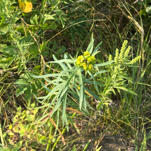 slender leafy spurge