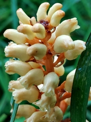 Gastrodia elata, photograph (c) florawhite, some rights reserved (CC BY)