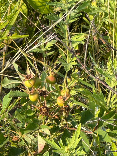 prairie rose