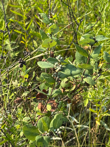 Western Snowberry