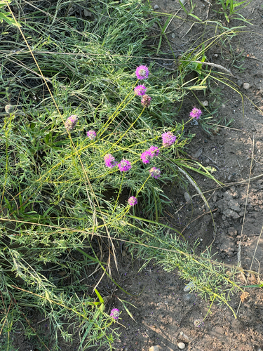 purple prairie clover