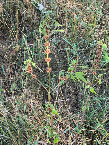 common motherwort
