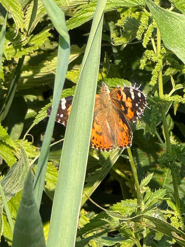 Painted Lady