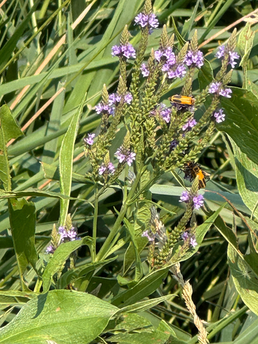 Goldenrod Soldier Beetle