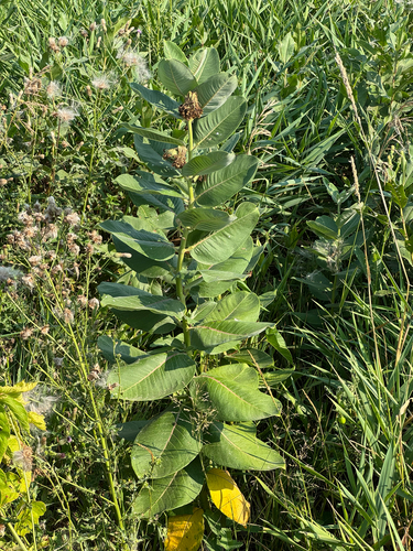 common milkweed