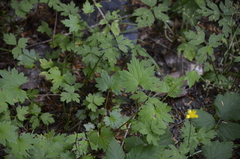 Boykinia occidentalis, photograph (c) Liam Steele, some rights reserved (CC BY)