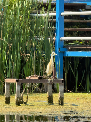 Squacco Heron