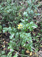 Berberis pinnata pinnata