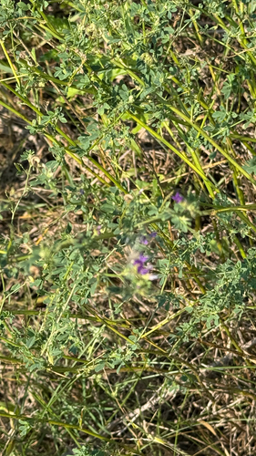 Alfalfa