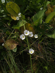 Echinodorus palifolius