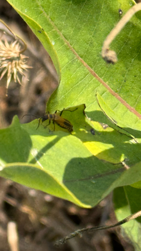Goldenrod Soldier Beetle